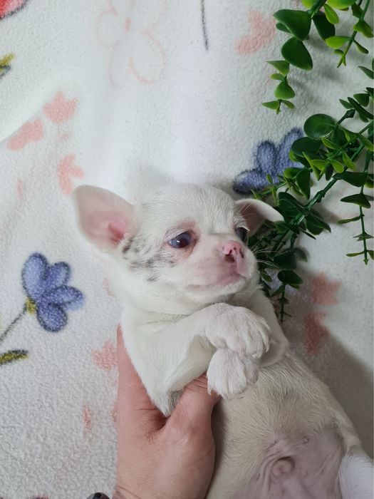 Excelente mini menino Chihuahua/Chiuaua de Qualidade, Linhagem Russa