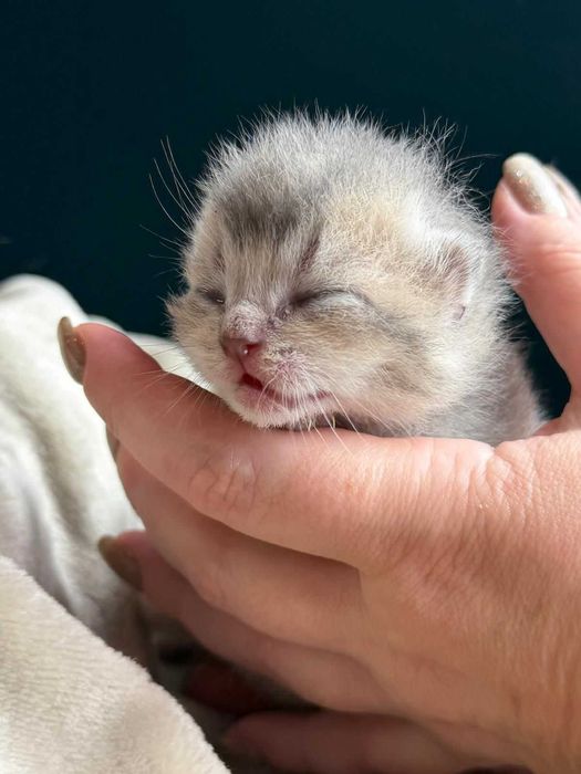 Gatinho britânico de cor ouro azul
