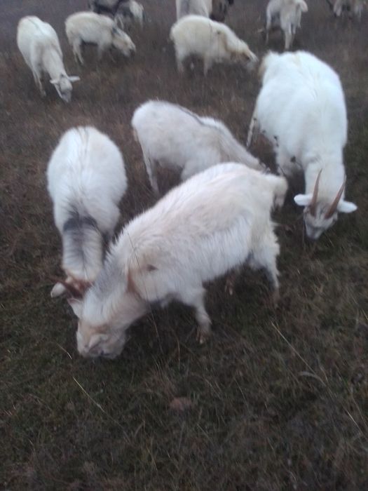 Продам молодых козликов