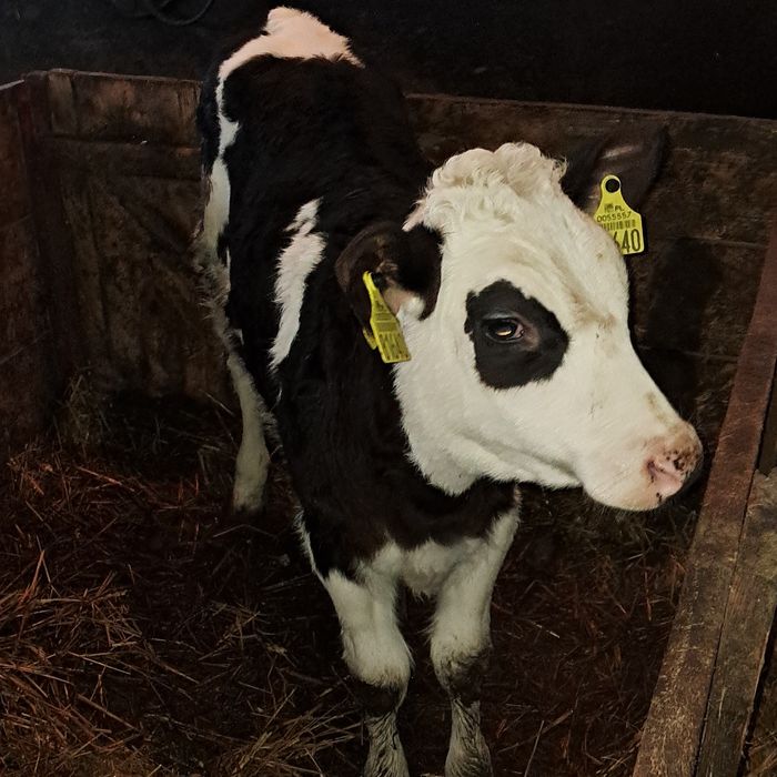 Sprzedam byczki żeruny mięsne