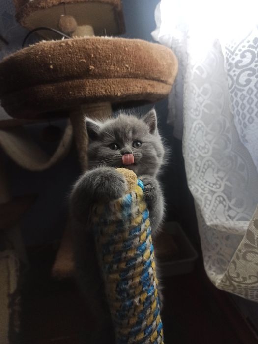 Шотландські кошенята