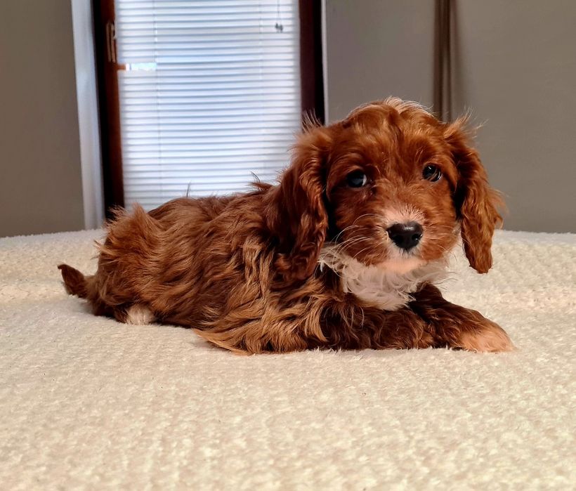 Dziewczynka  ** MALTIPOO ** HYBRYDA Pudel Toy & Maltańczyk **