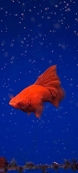 Mieczyki delta albino czerwone czysta linia odchowane mlode