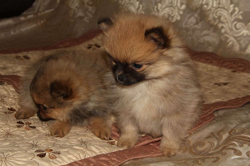 Щенки померанского шпица девочки
