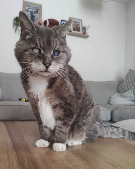 Cat Sitting Margem Sul