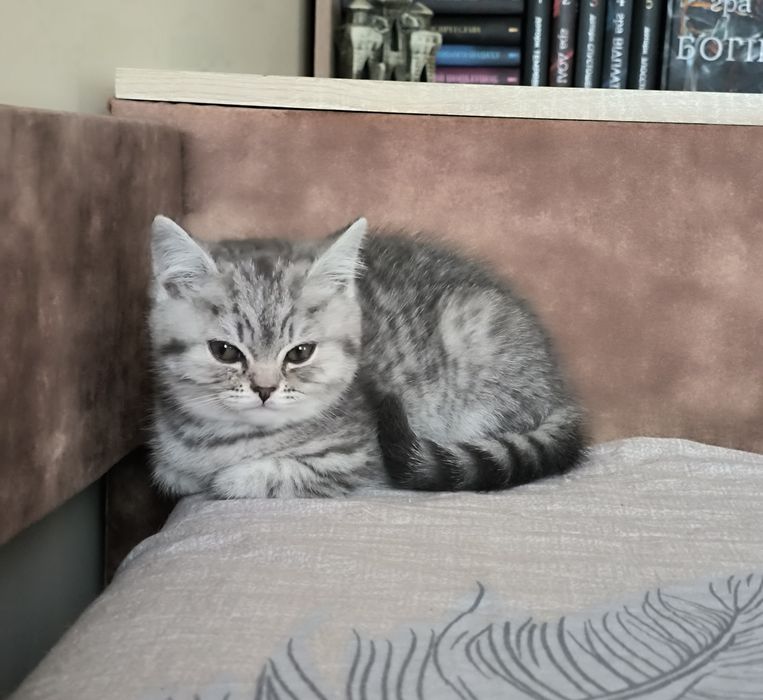 Шотландські кошенята