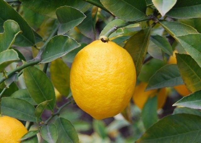 Лимон низкорослый комнатный "Nano"