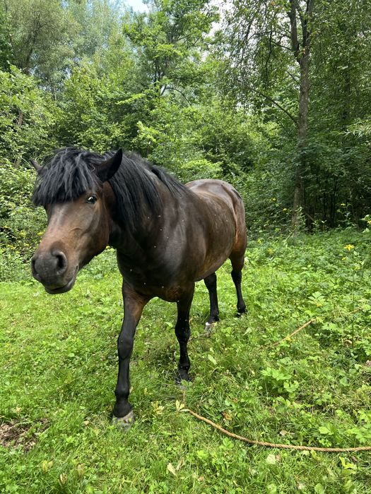 Продаю кобилу 5 років