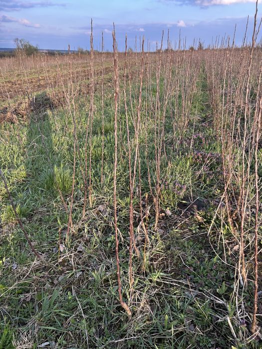 Саджанці яблуні