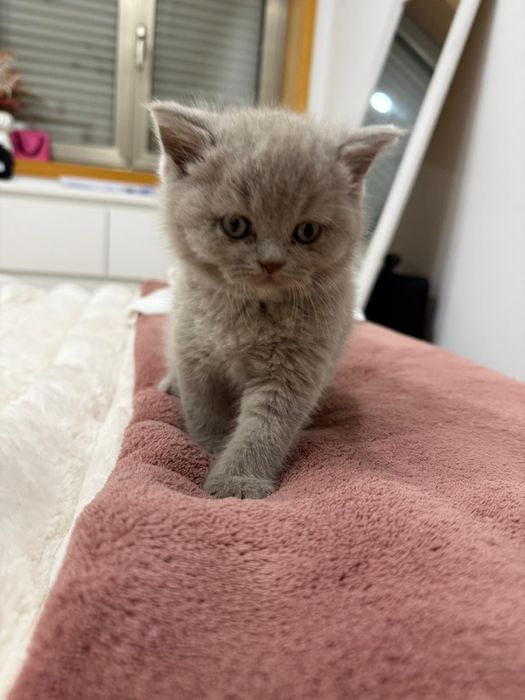 Scottish straight lias com alta qualidade de raça