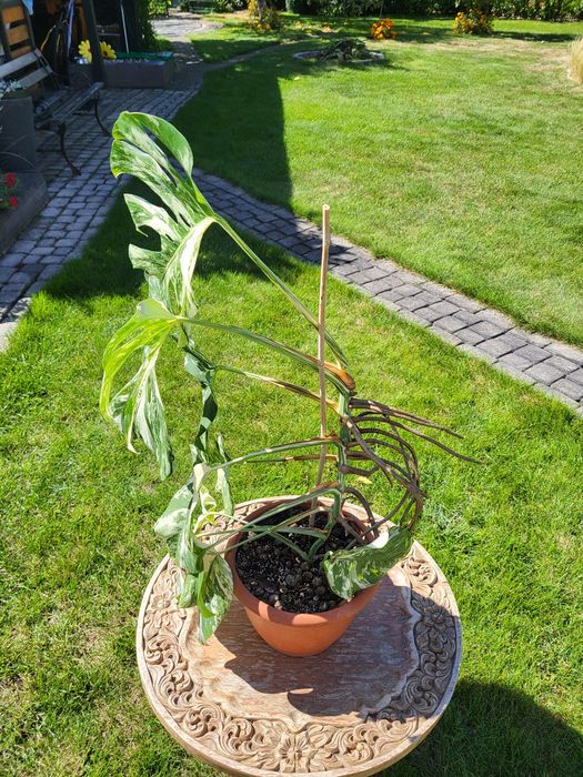 Monstera varigatte