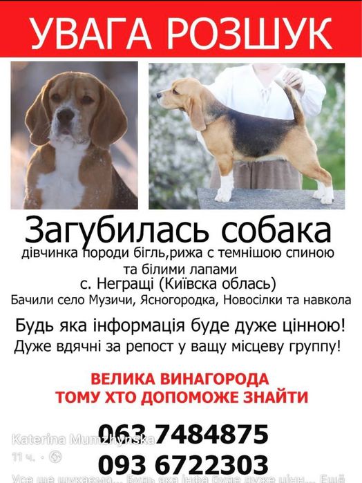 загубилась Дівчинка