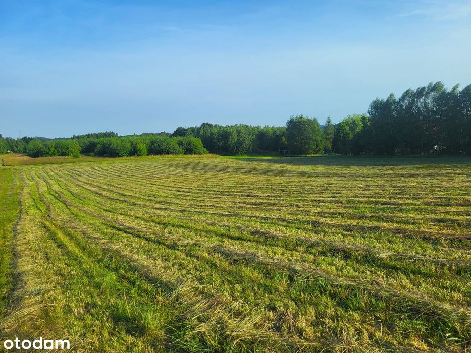 Dwie działki rolno-budowlane z war. zabudowy, Ręboszewo