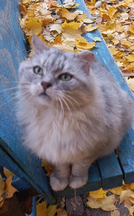 Жоржик шукає родину