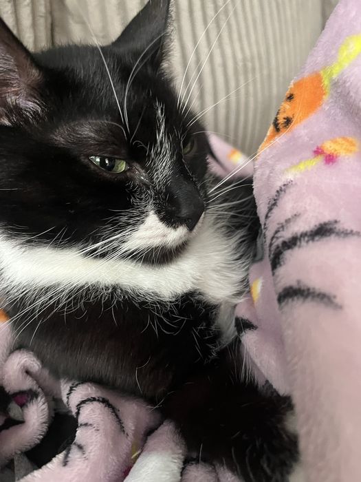 Oddam kota do dobrego domu