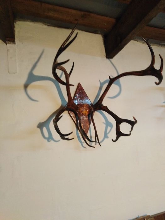 Срочно Оленьи рога лакированые