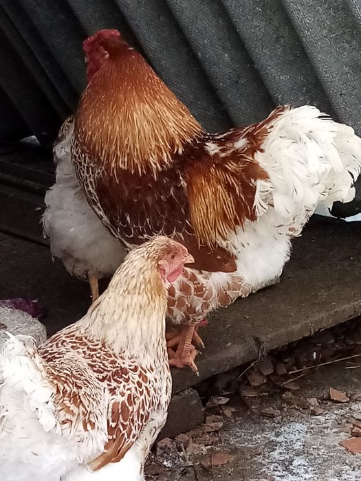 інкубаційне яйце і курчата віандот біле золото