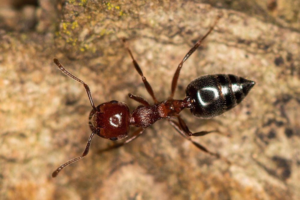 Редкие экзотические муравьи Crematogaster schmidti. Самовывоз Киев