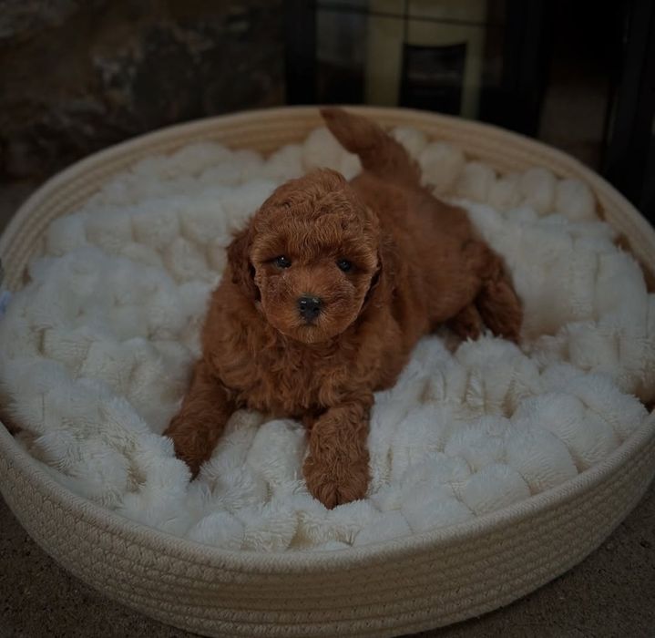 Малиш . той пудель  ,мінні