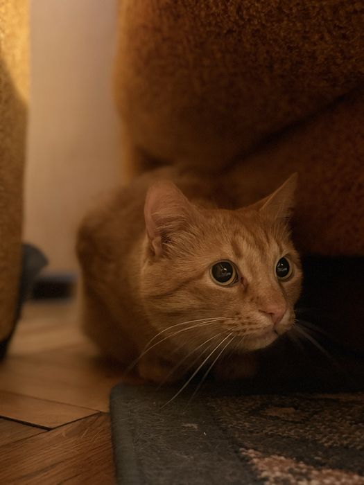 Віддам котика в добрі та відповідальні руки!