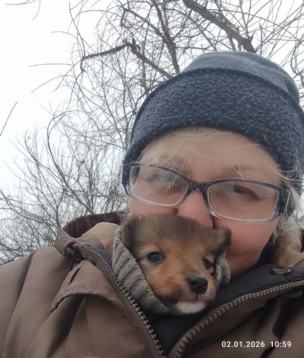 Шелті  забере ваше серце