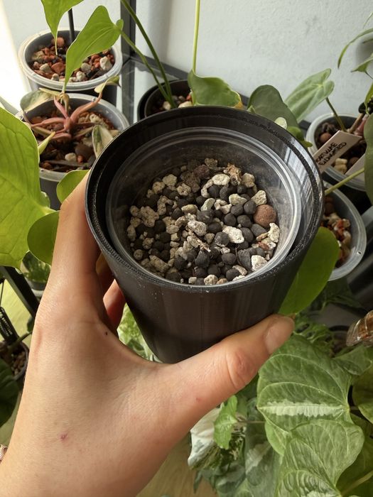 Doniczki do hydroponiki na sadzonki osłonki czarne