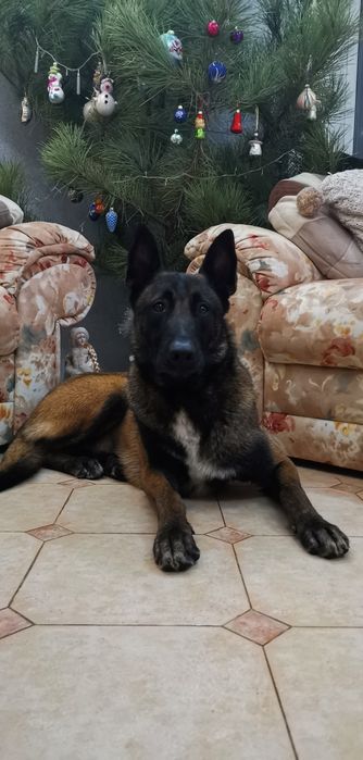 Вязка. Кобель Малинуа.