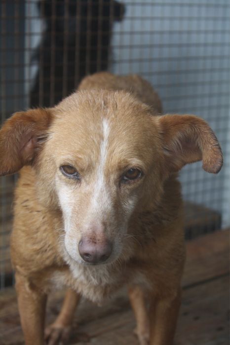 Sol - podengo porte medio