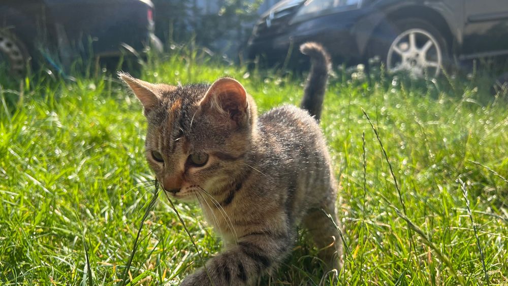 Віддам котика безкоштовно