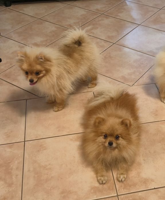 Szpic miniaturowy Pomeranian Piesek