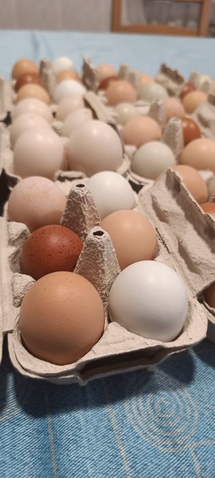 Ovos caseiros Galinha/Pata/Codorniz