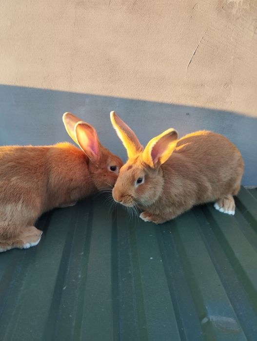 Продам кролів боргунців