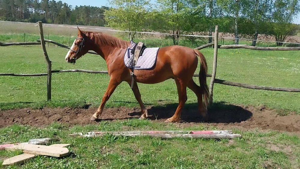 Niemiecki Koń Sportowy