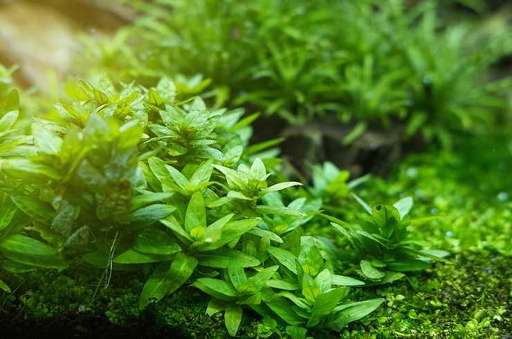 Стаурогин. Аквариумные растения