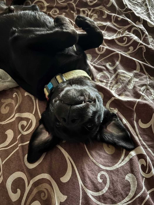 Отдам щенка лабрадора в добрые руки