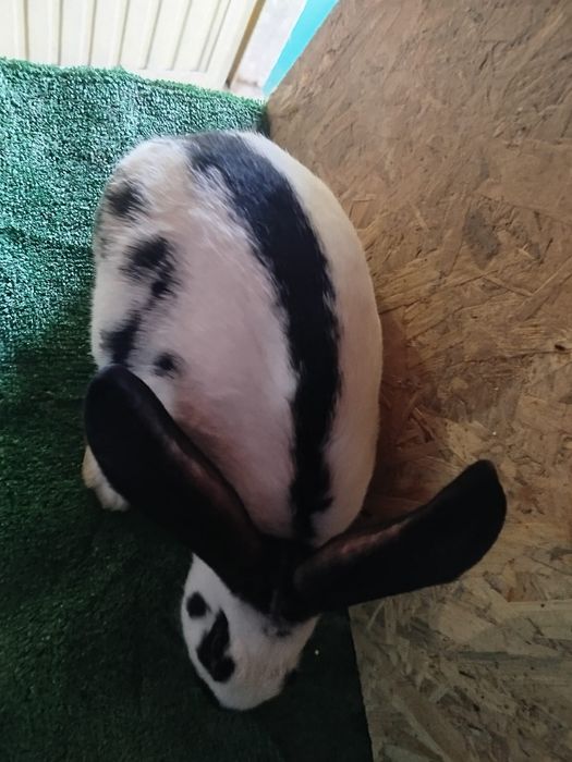 Coelhos cruzados gigantes borboleta