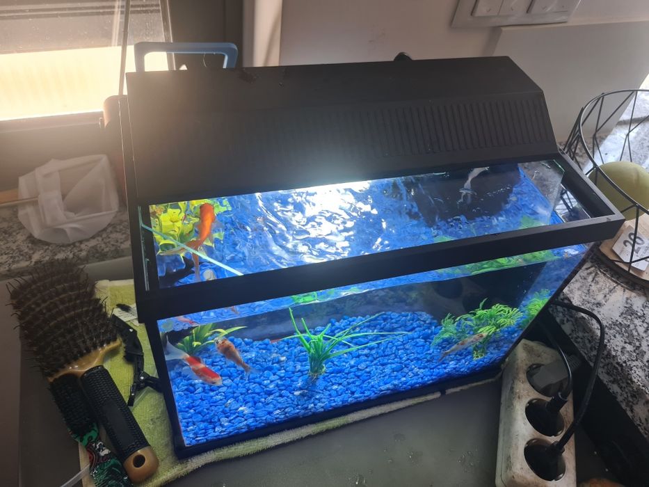 Aquário com motor luz e 6 peixes