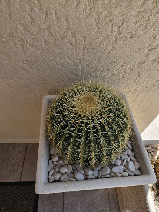 Cactos para Decoração