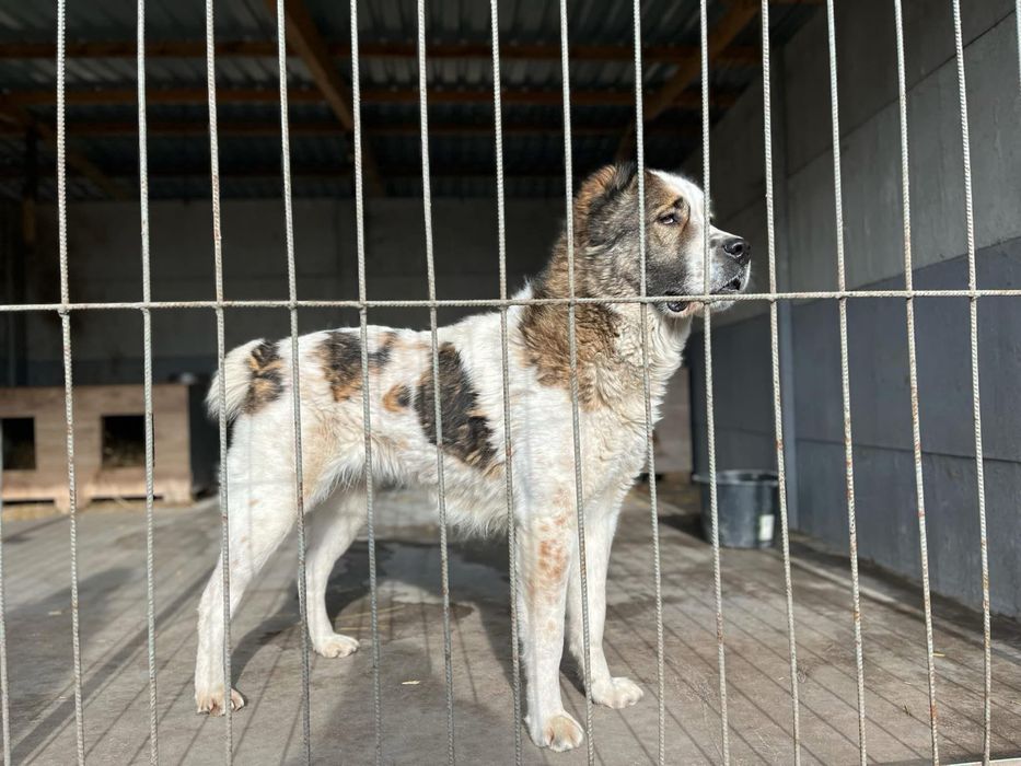 Diva pilnie szuka domu