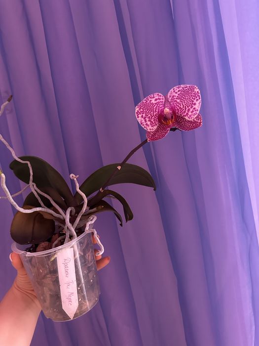 Орхідея фаленопсис