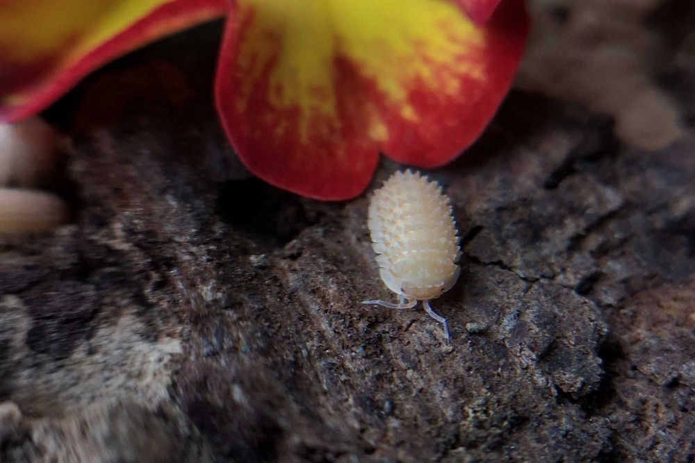 Cristarmadillidium muricatum Kulanki Stonogi Izopody Prosionki Ślimaki
