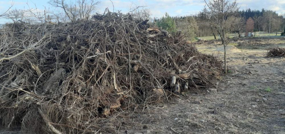 Korzenie drzew ODDAM za darmo