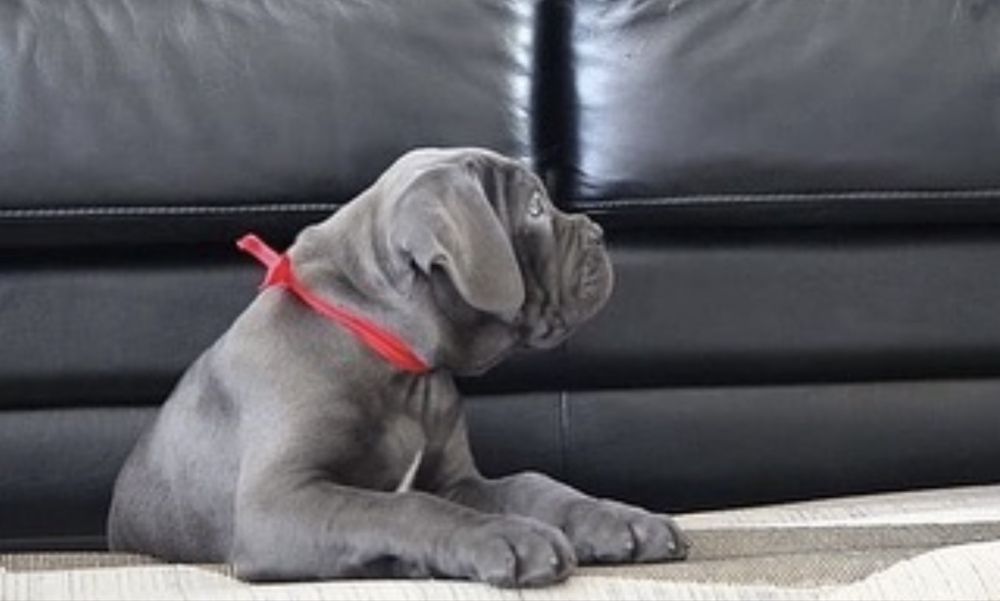 Продаж щенят Cane corso Italiano