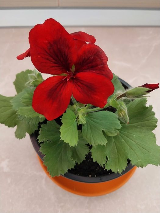 Королівська пеларгонія. Пеларгонія Розалінда.