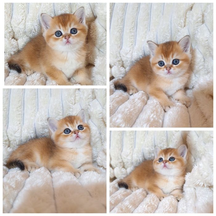 Золота шиншила кошенята