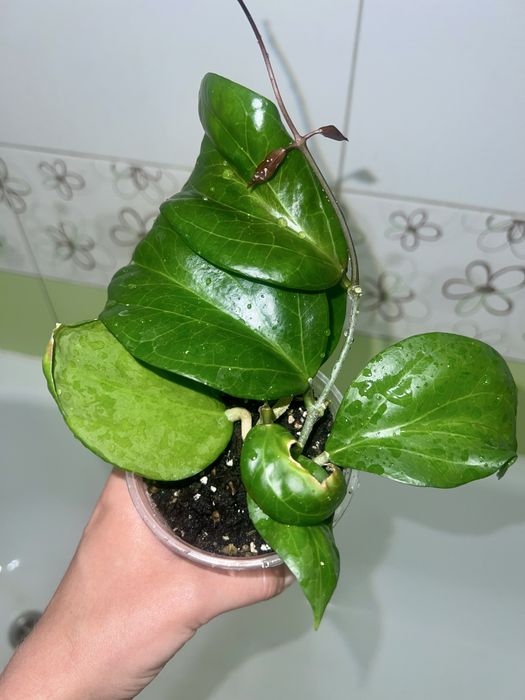 Hoya surigaoensis/хоя