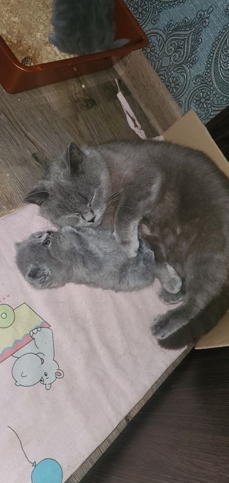 Шотландські кошенята котик кішка