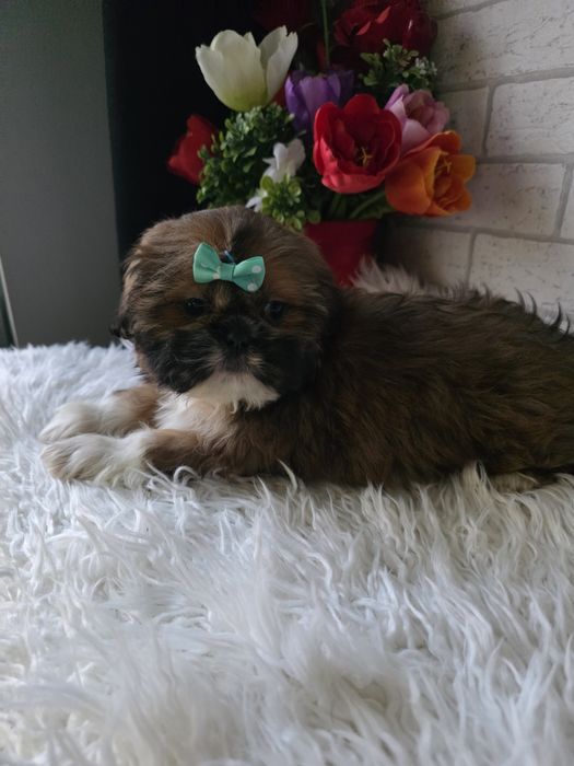Shih Tzu suczka 2 msc