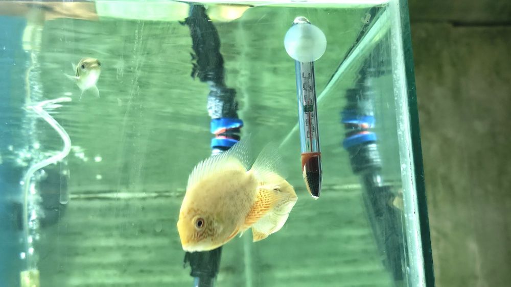 Vendo severum gold
