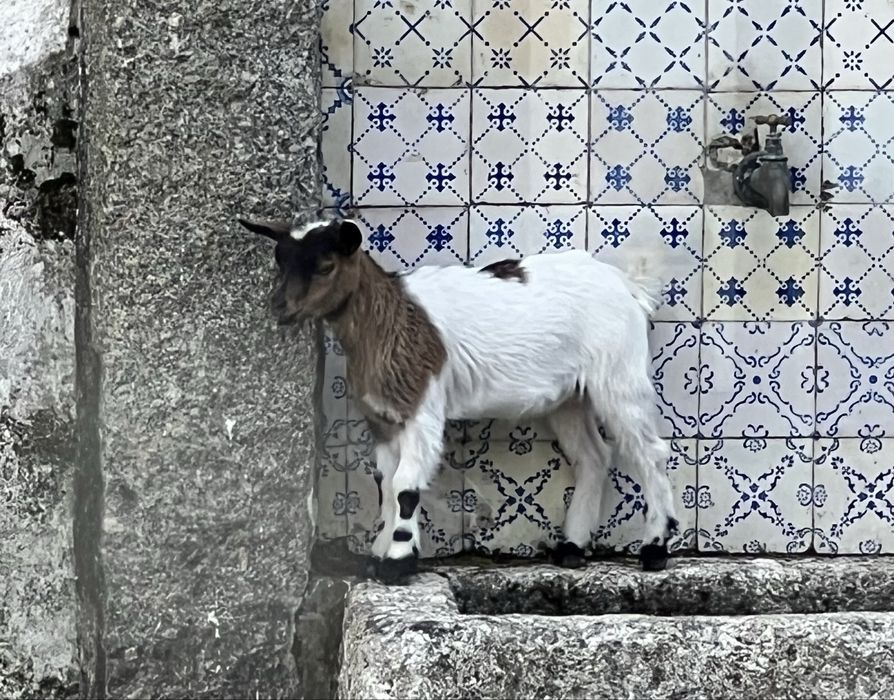 Cabra anã, fêmea.
